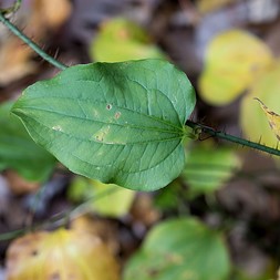 Smilax hispida (bristly greenbriar)
